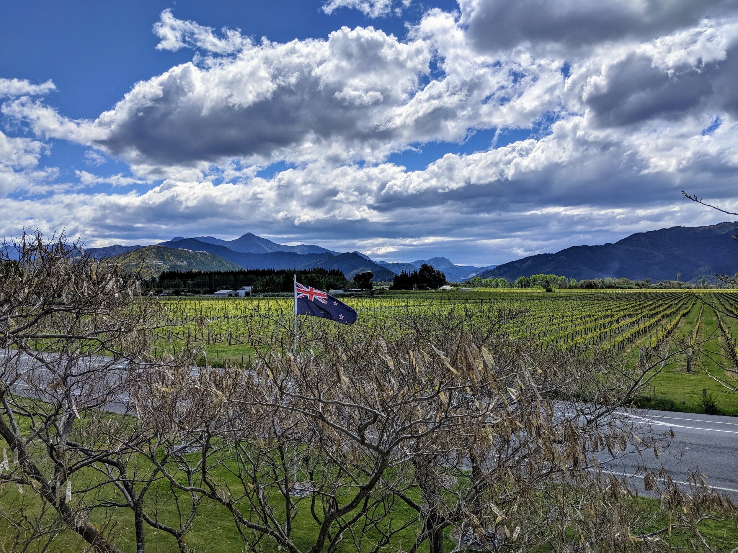  Vineyards in Marlborough Wine Country with Richmond Range in the background. 