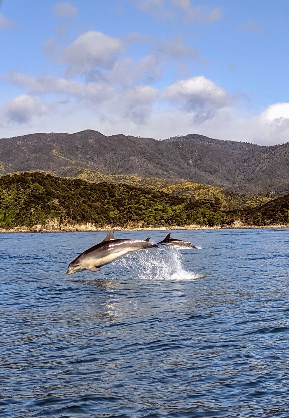  Bottlenose dolphins in Tasman Bay. 