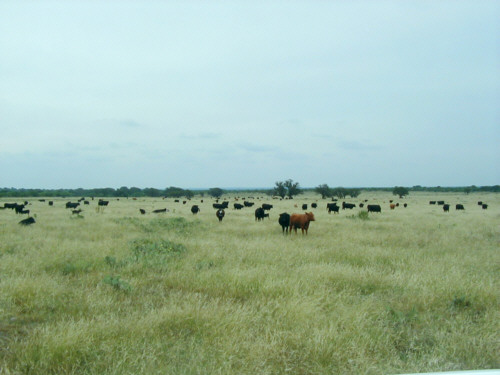cattle4.jpg