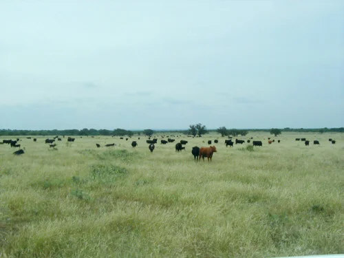 cattle4.jpg