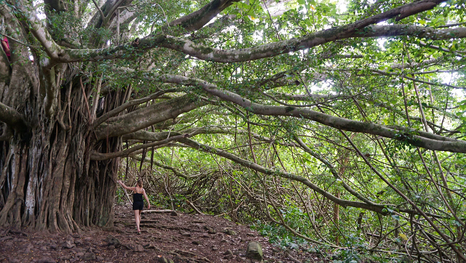 maui2017-kipahulu-banyan.jpg