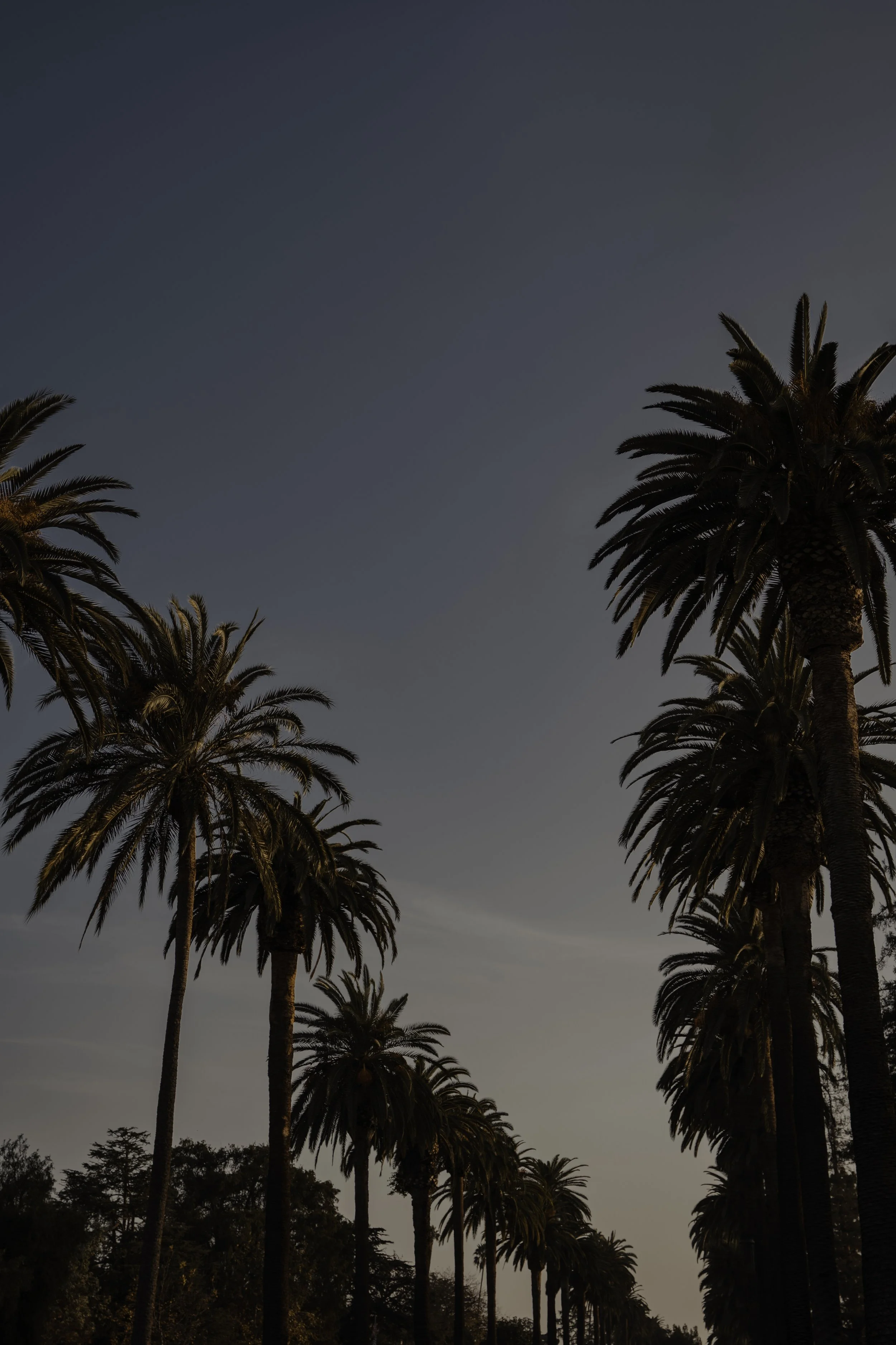 Sunset Tree Color.JPG