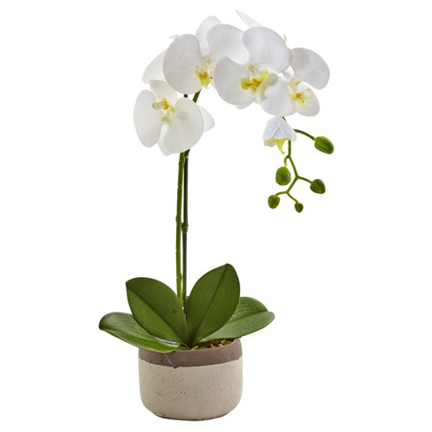Phalaenopsis Orchid — (Flowers by Nici )