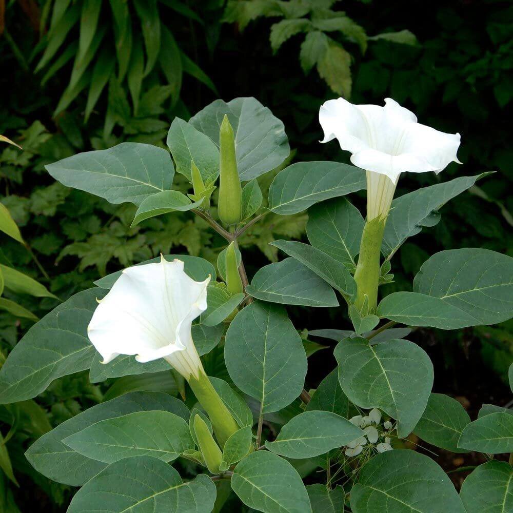 Datura, Trumpet Flower genus Datura — Yoga Judith