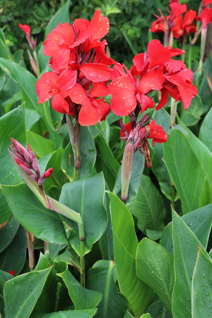 Canna or Canna Lily (genus Canna) — Yoga Judith