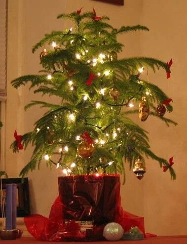 Norfolk Island pine (Araucaria heterophylla)