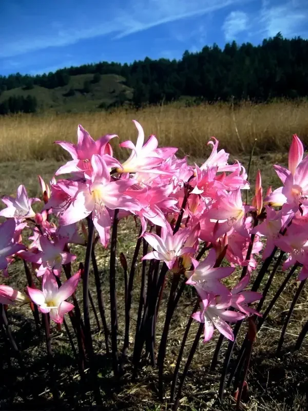 Naked Ladies (Amaryllis belladonna)