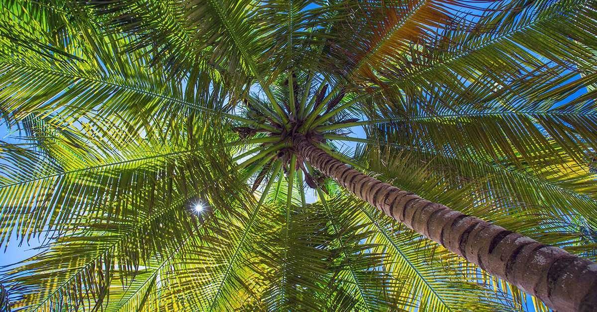 Palm trees (Arecaceae family)