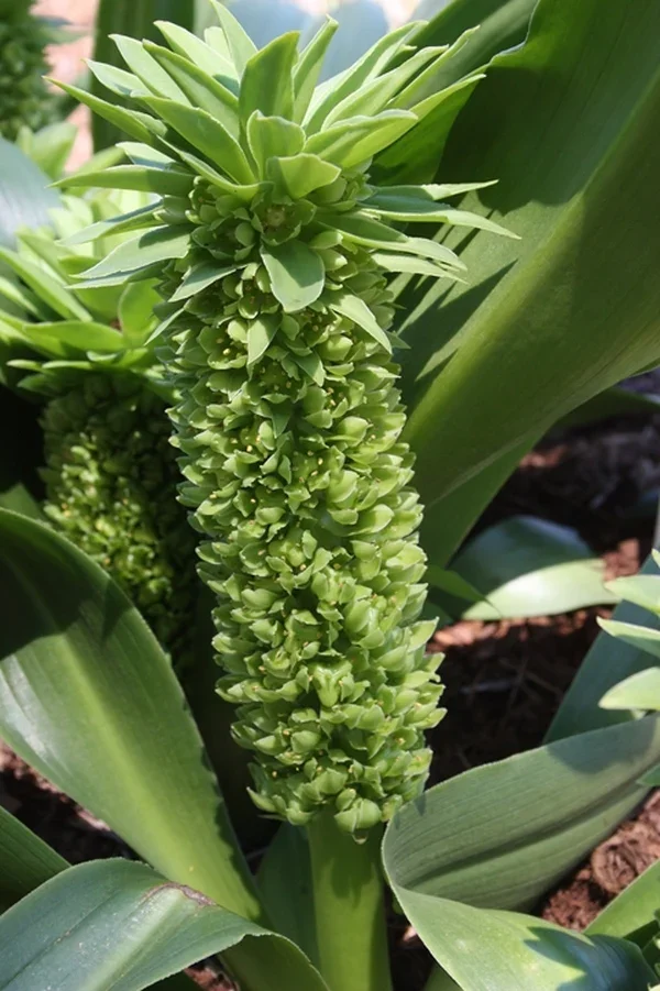 Eucomis autumnalis (Autumn Pineapple lily)