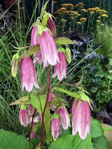 Campanula punctata “Spotted bellflower”