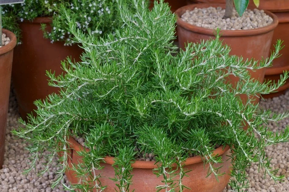 Rosemary (Salvia Rosmarinus) [previously Rosmarinus officinalis]
