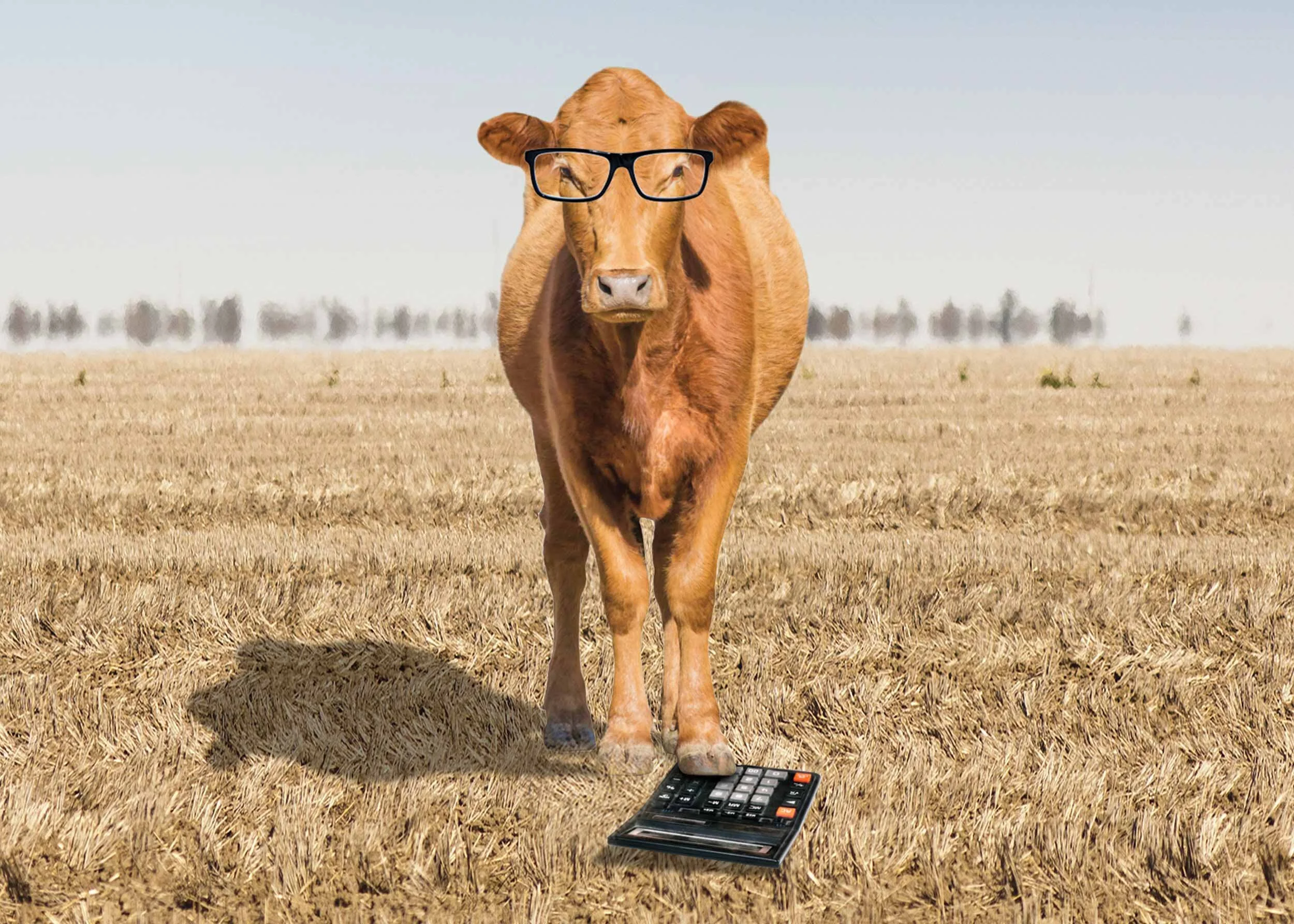 TFC Web Molafos Folio1.jpg