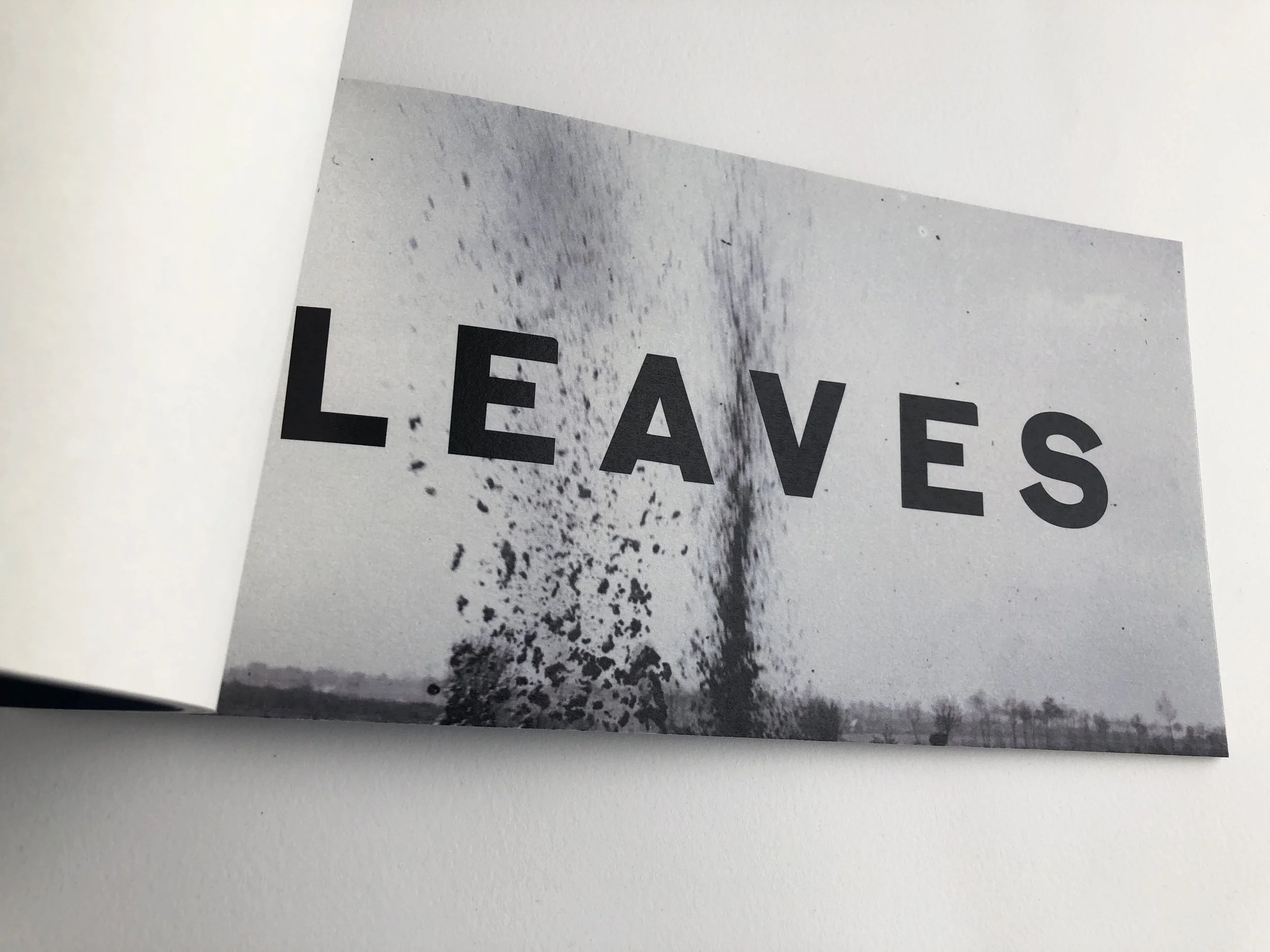 leaves 2.jpg