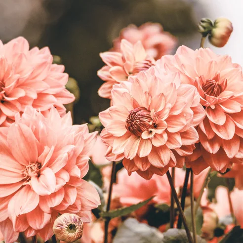 No sidebar flowers.jpg