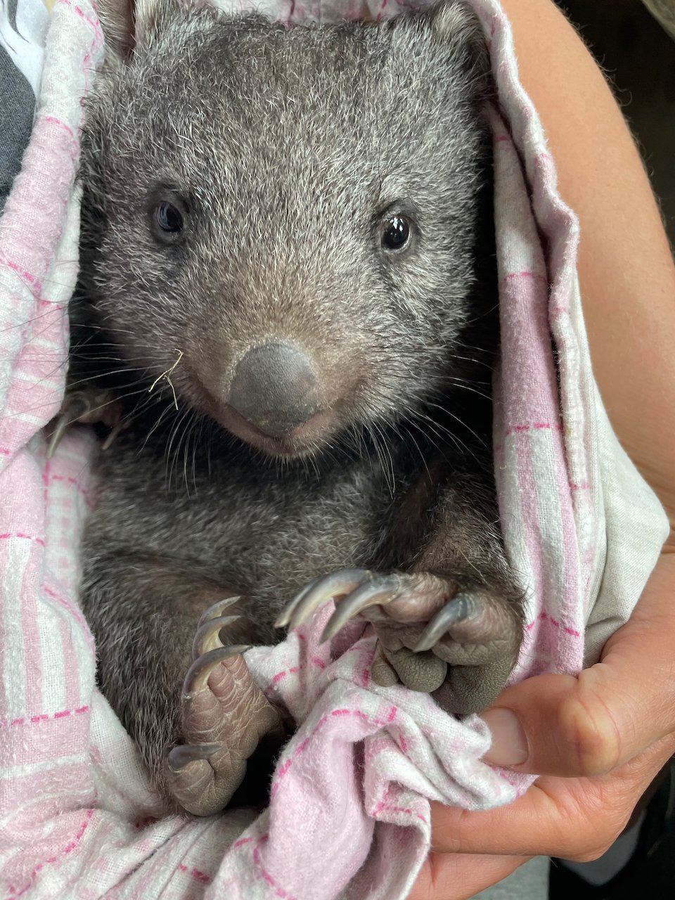 Angel the wombat in her pouch.jpeg