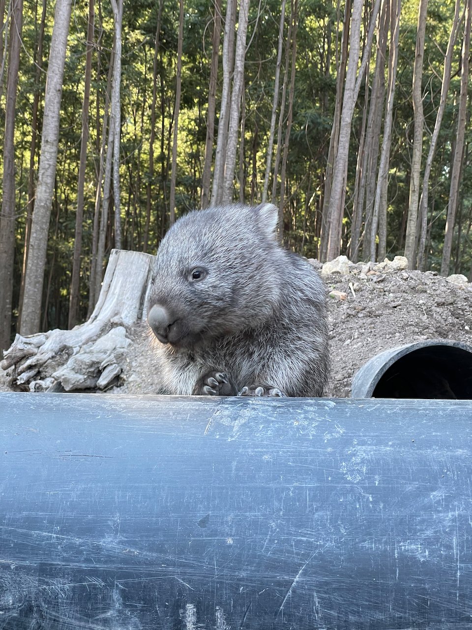 Angel the Wombat growing up.jpeg