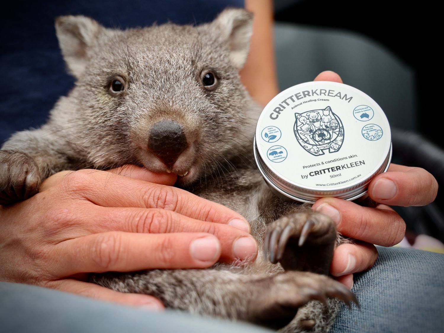 A baby wombat being treated with CritterKream