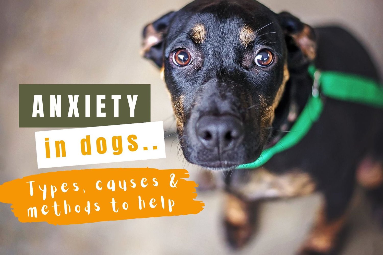 Types of Anxiety in Dogs: Understanding and Managing Canine Stress