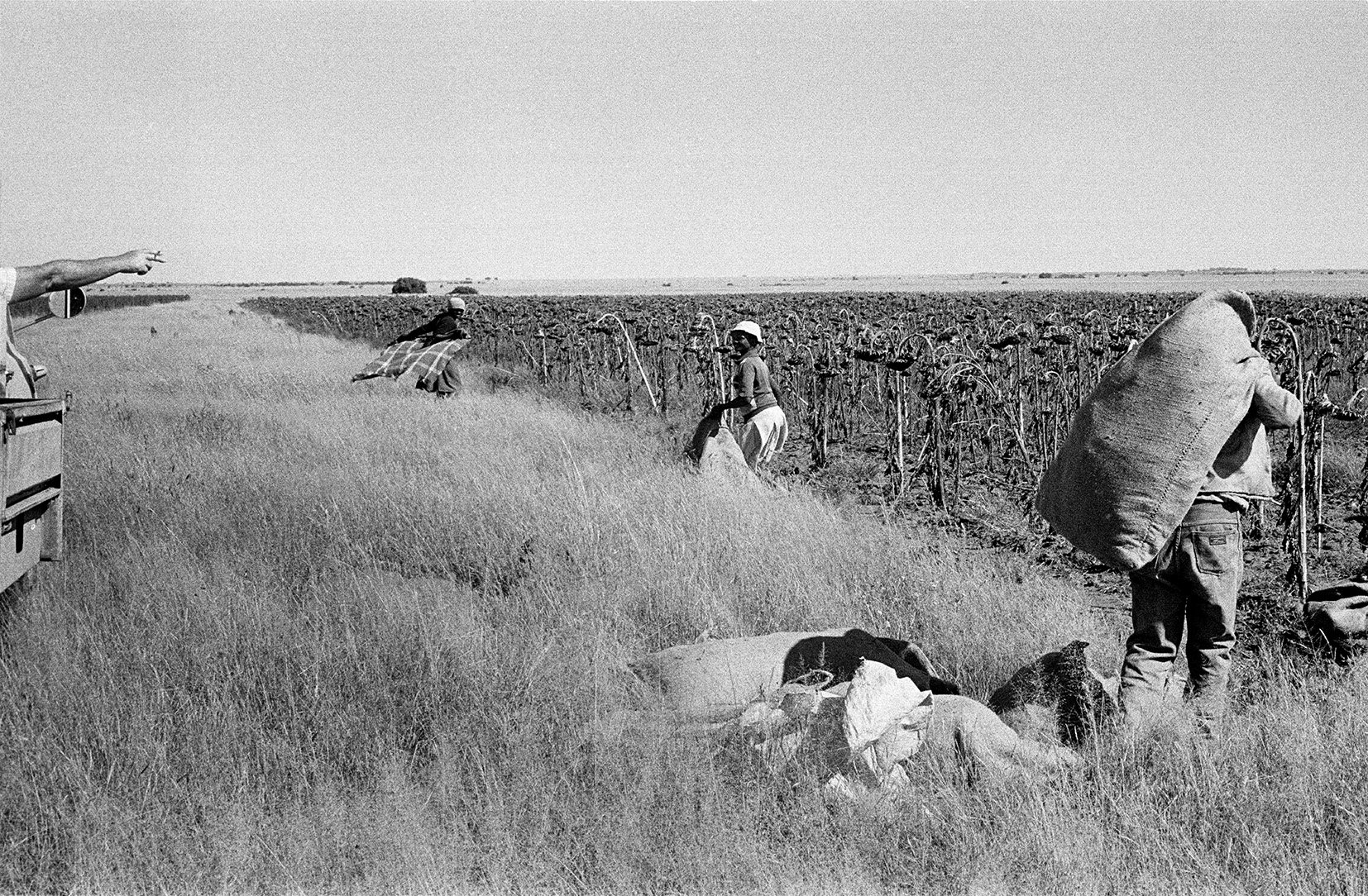  Sunflower Harvest, Vaalrand Farm, Bloemhof/ 1988 