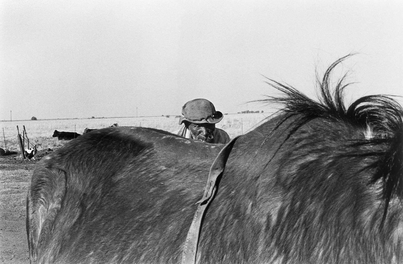  Maine, Talking to His Horse, Vaalrand/ c.1988 
