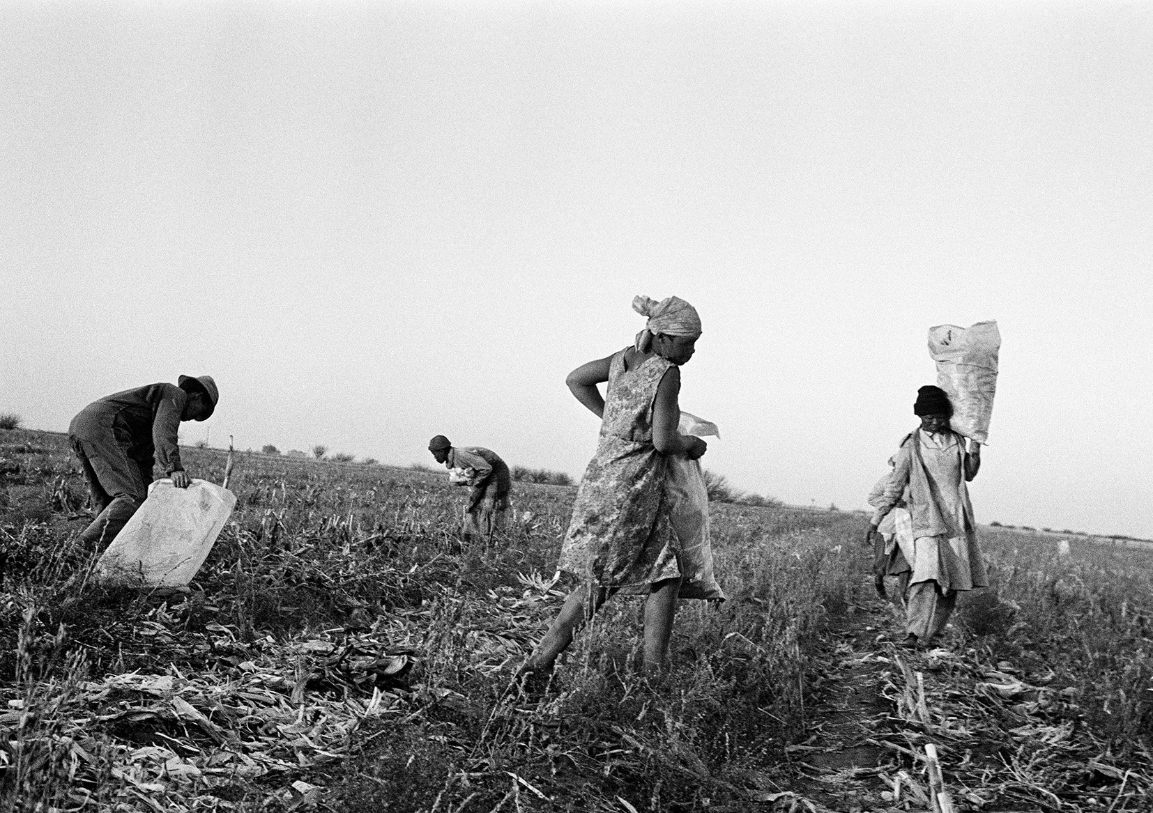  Labourers Picking Up Corn in the Wake of the Thresher, Vaalrand Farm, Bloemhof/ c.1988 