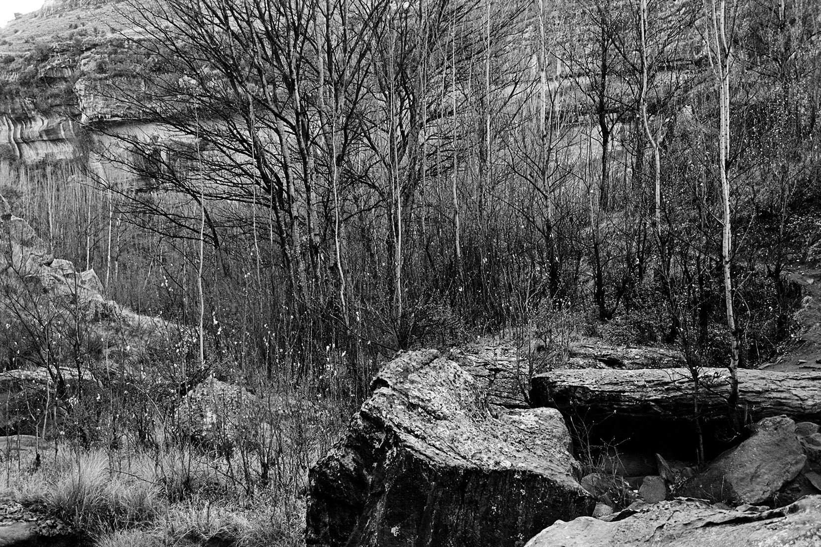  Motouleng Landscape with Poplar Trees and Altar - Free State/ 2006 