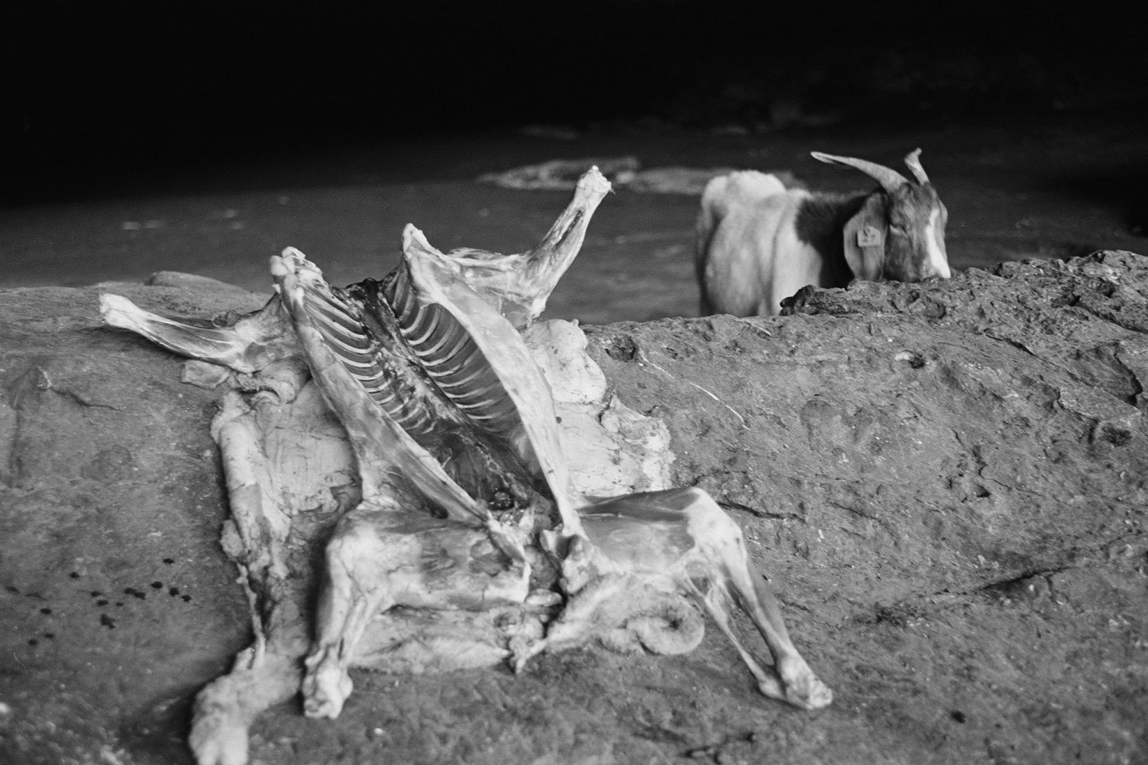  Goat and Carcass, Motouleng Cave, Clarens/ 2006 