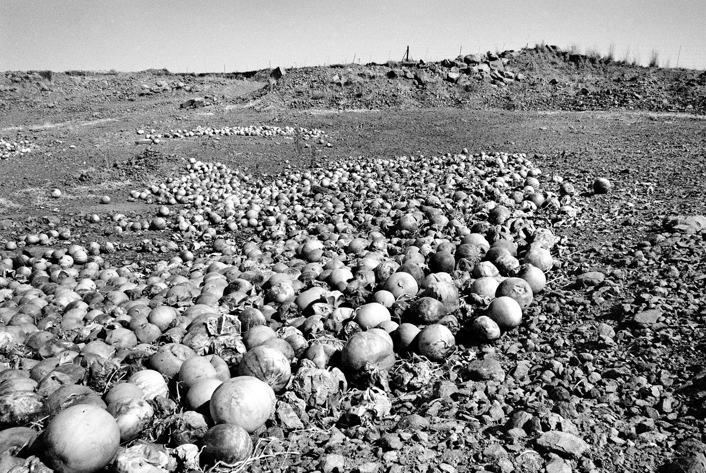  Undersized, stunted-in-growth and rotting melons dumped in the veld outside Kroonstad, Free State/ 2007 