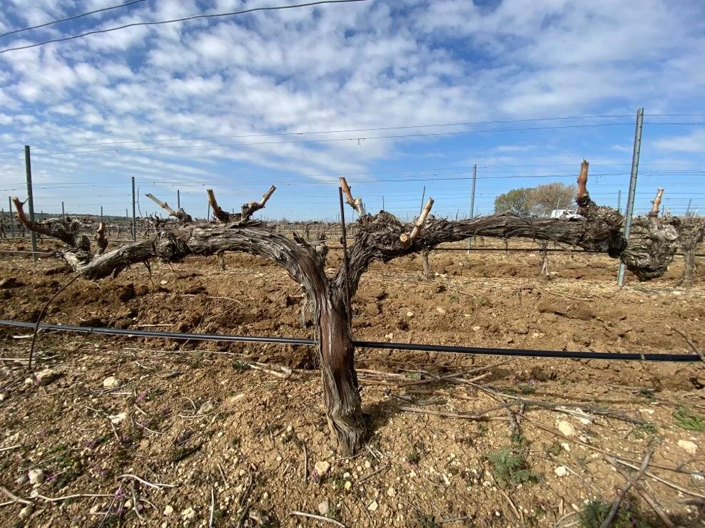 In the meantime in La Bodega