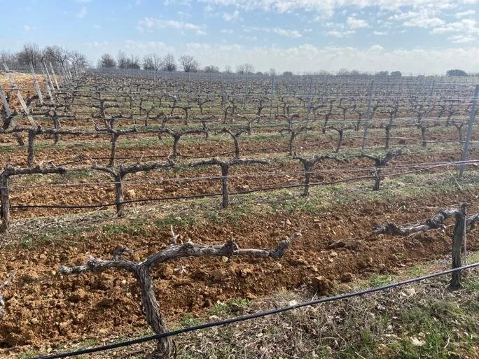 WhatsApp Image 2020-03-26 at 21.16.30.jpeg