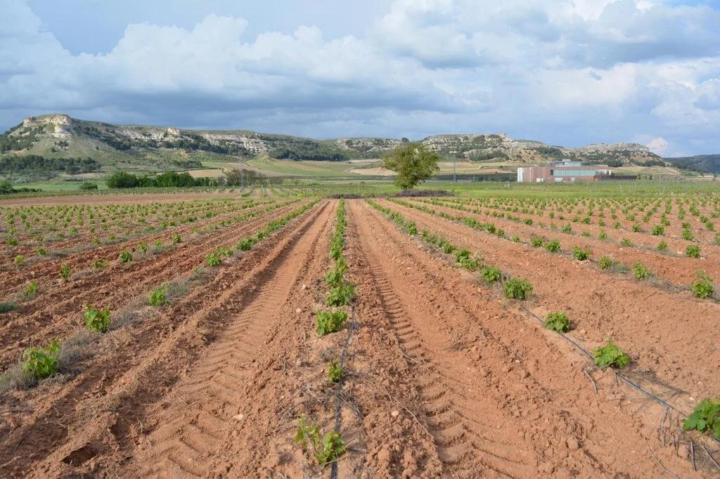 WhatsApp Image 2020-05-09 at 18.16.16.jpeg