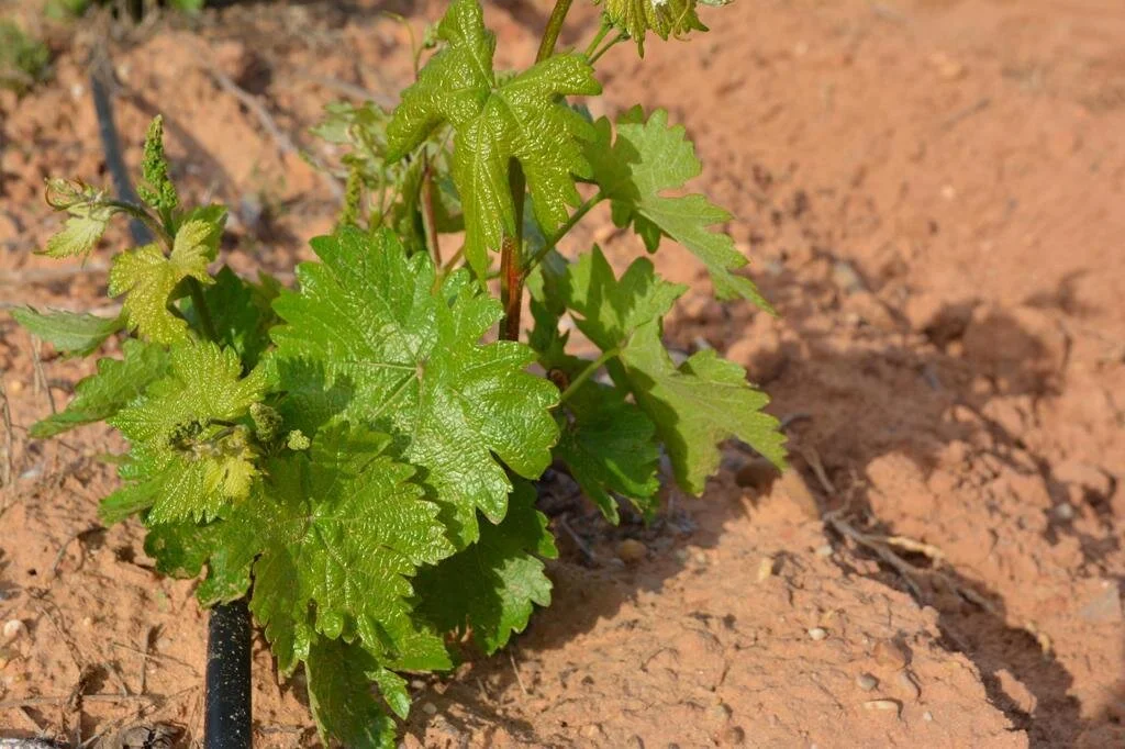 WhatsApp Image 2020-05-09 at 18.16.17.jpeg