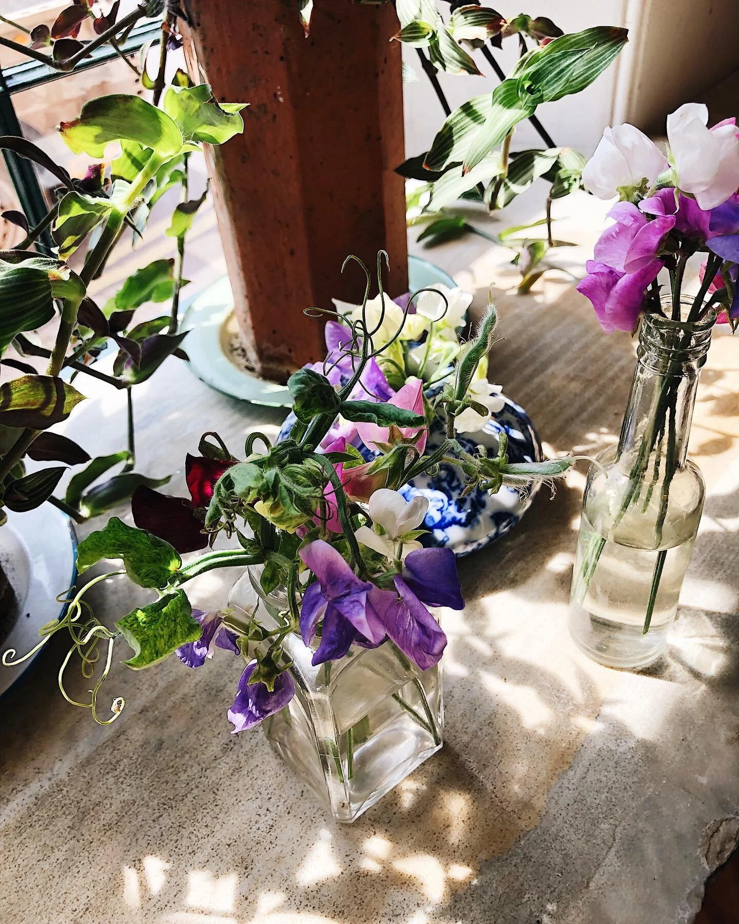 A little drop-off for the rooms this morning &hellip; some fresh sweet peas picked from Baddaford! 

The sun is out and sparkling, wine is cool and the square is full of faces under the parasols, come along and join us this afternoon for a cold pint 