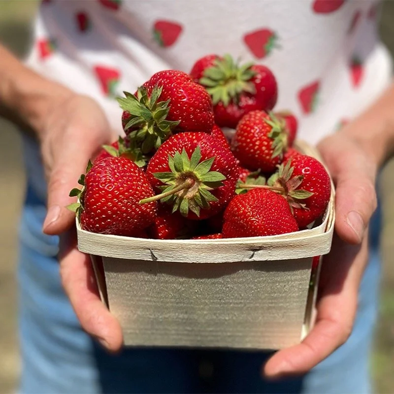 Verrill Farm Strawberry Festival