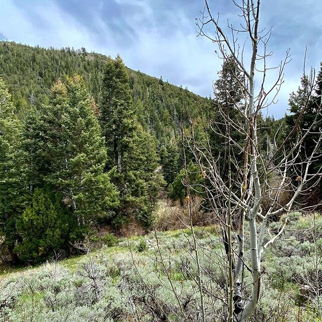 A quick detour to hit some trails #globalgregors #usa #nevada