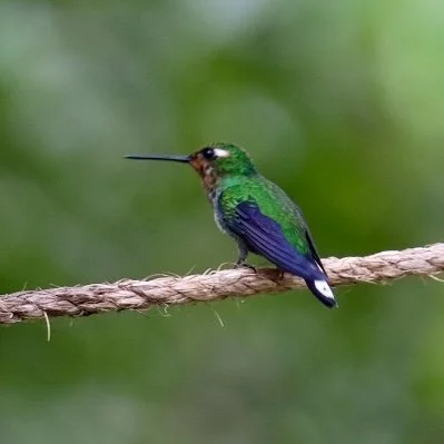 Purple-Bibbed Whitetip