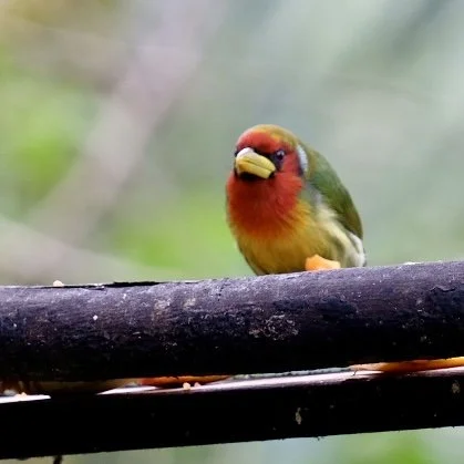 Red-Headed Barbet