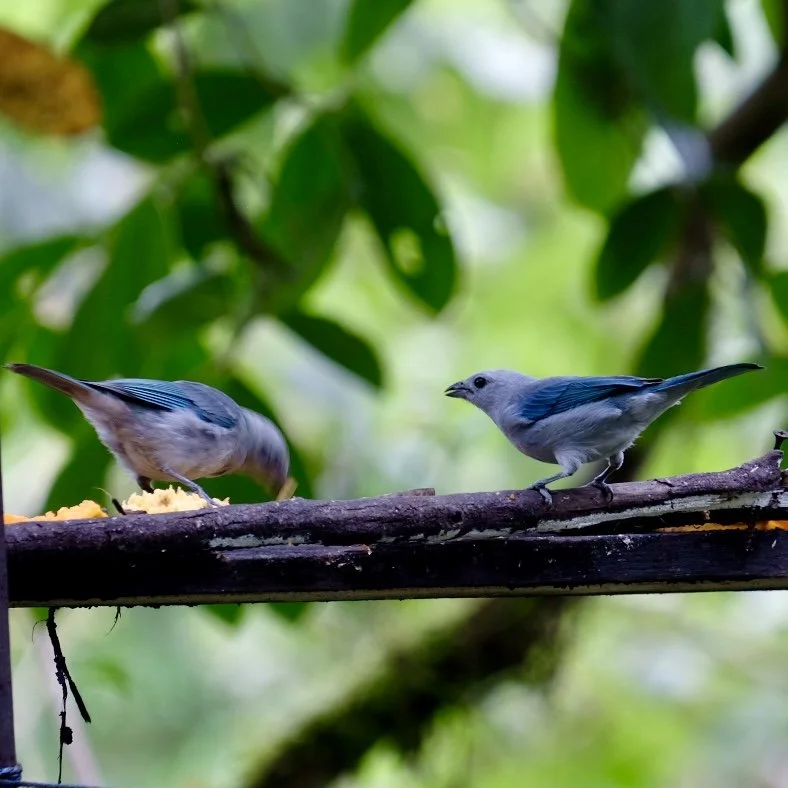 Blue-Grey Tanager