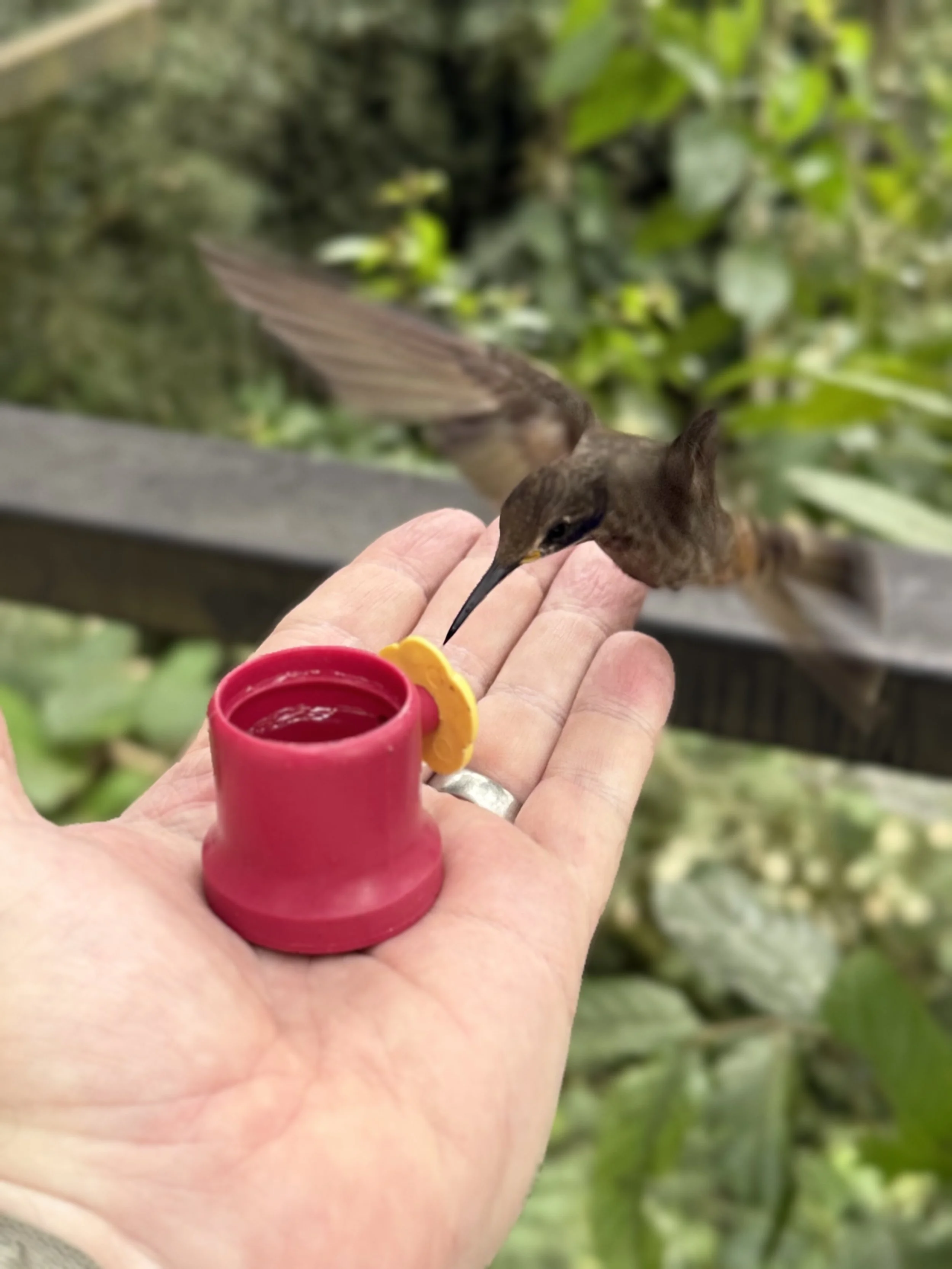 Brown Violetear