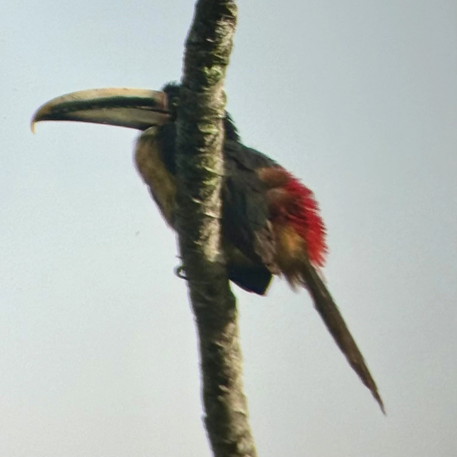 Collared Aracari