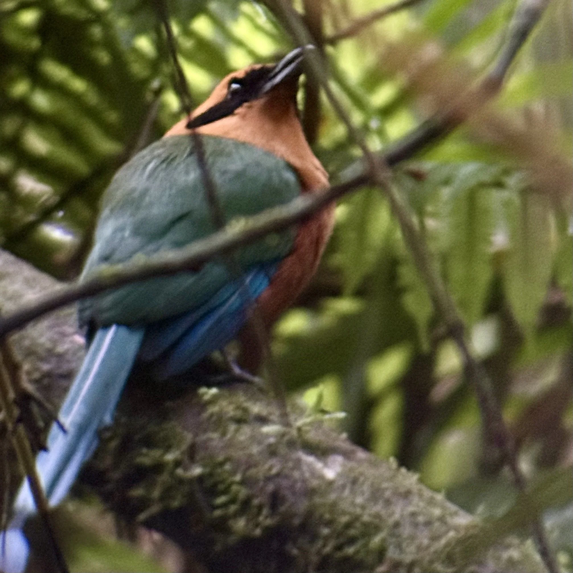 Rufous Motmot