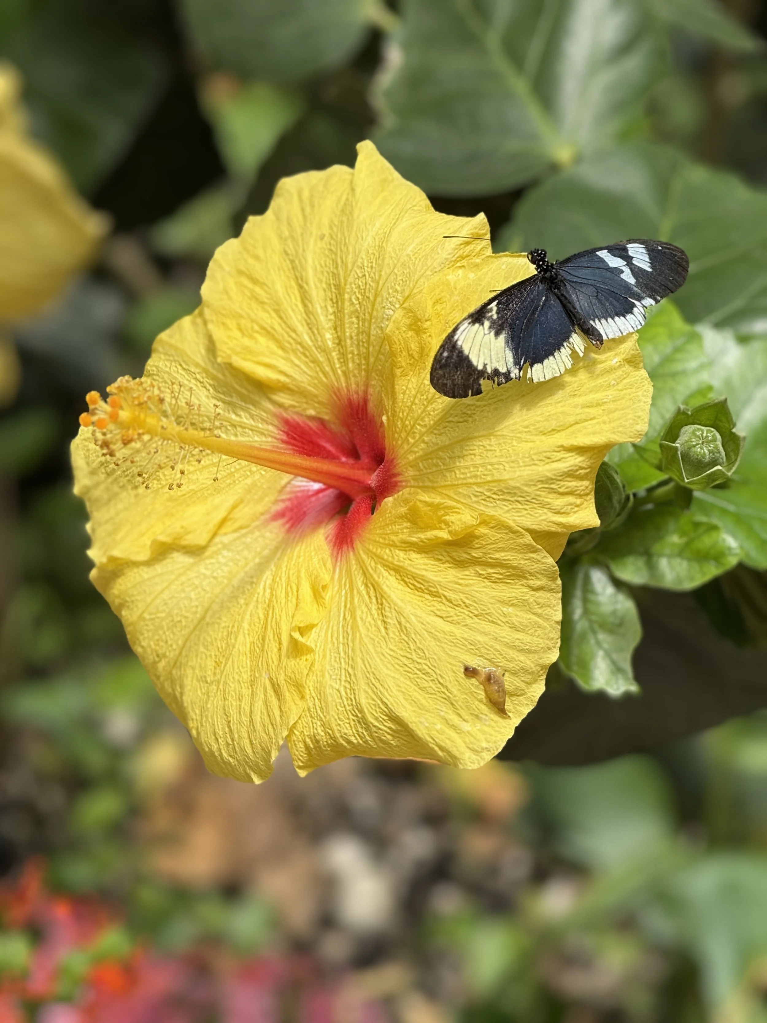 IMG_7535.jpeg
