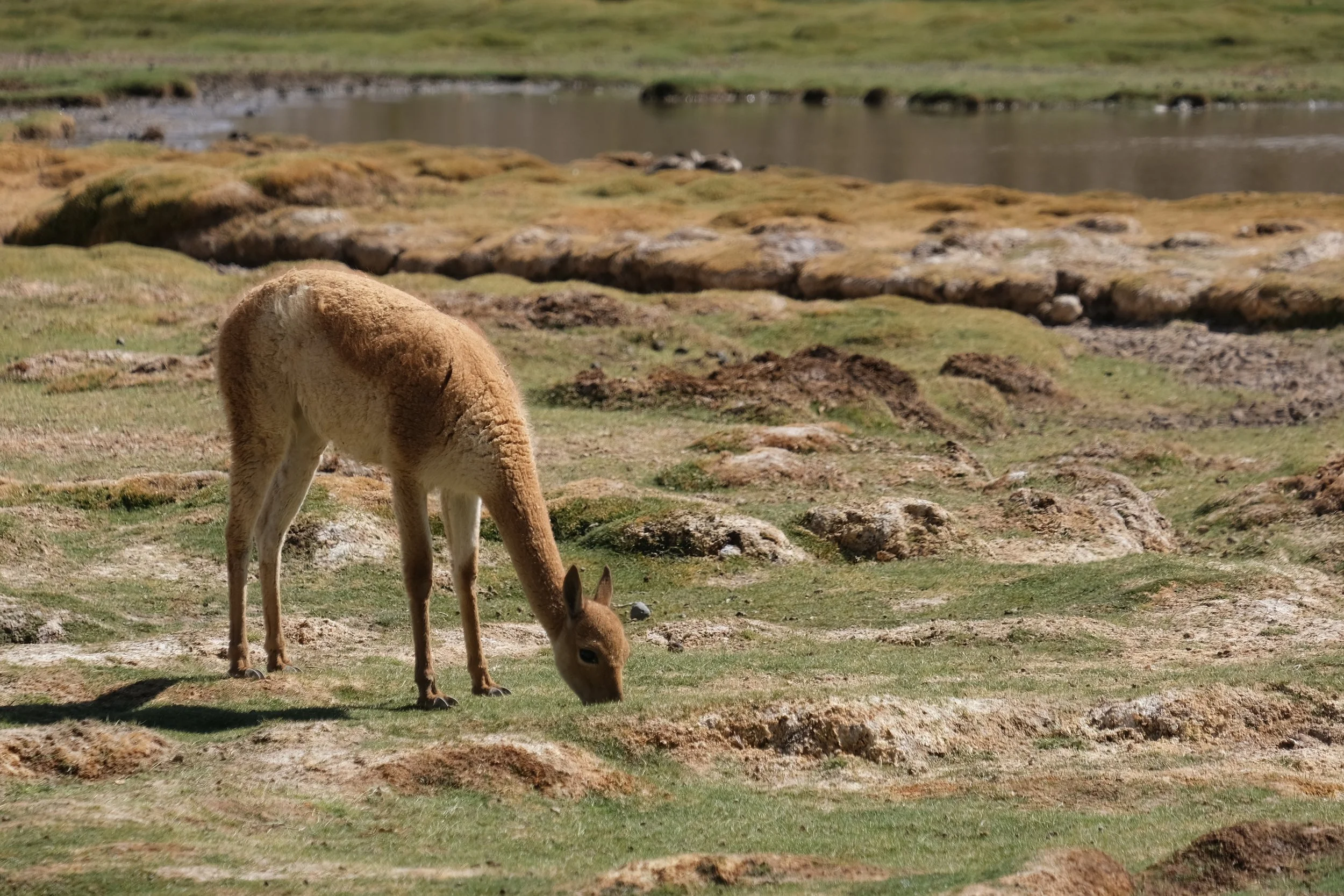 Ruta del Desierto and the long dry road