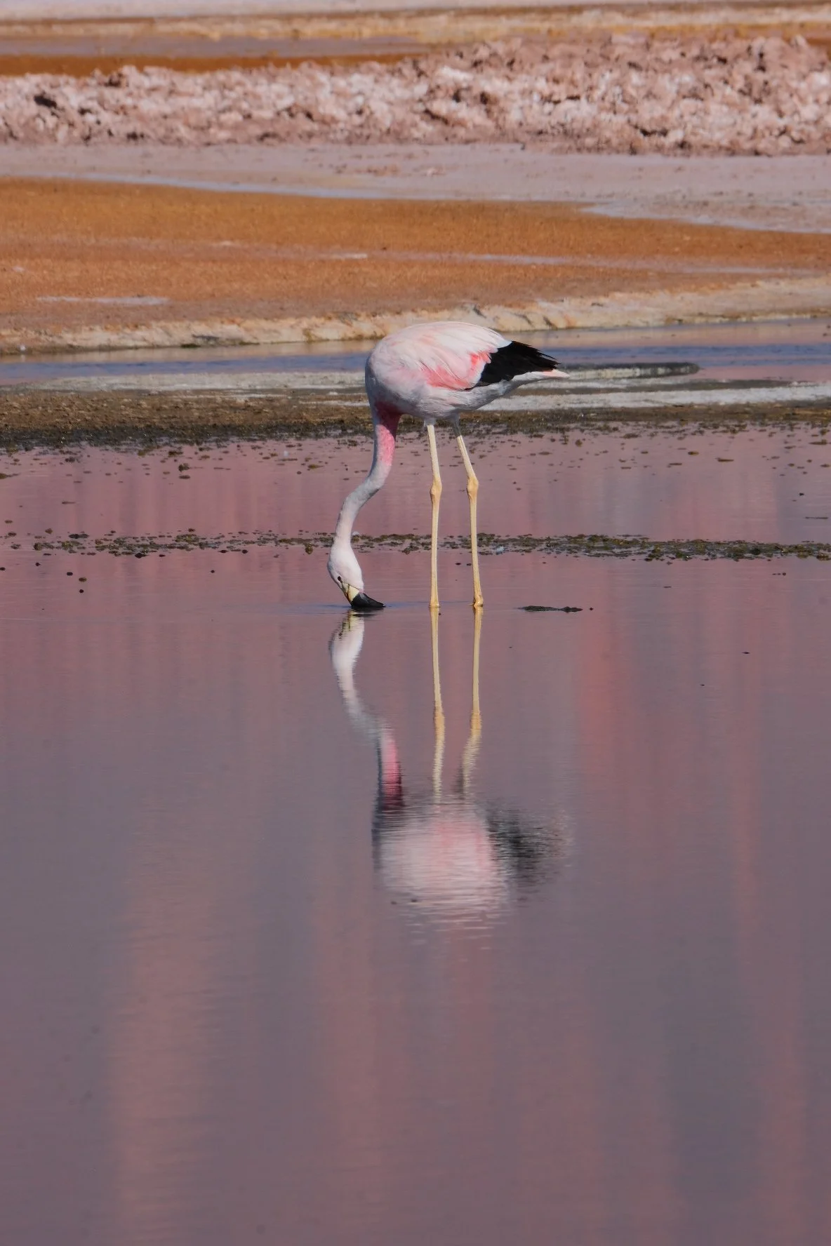 More than you likely need to know about flamingos