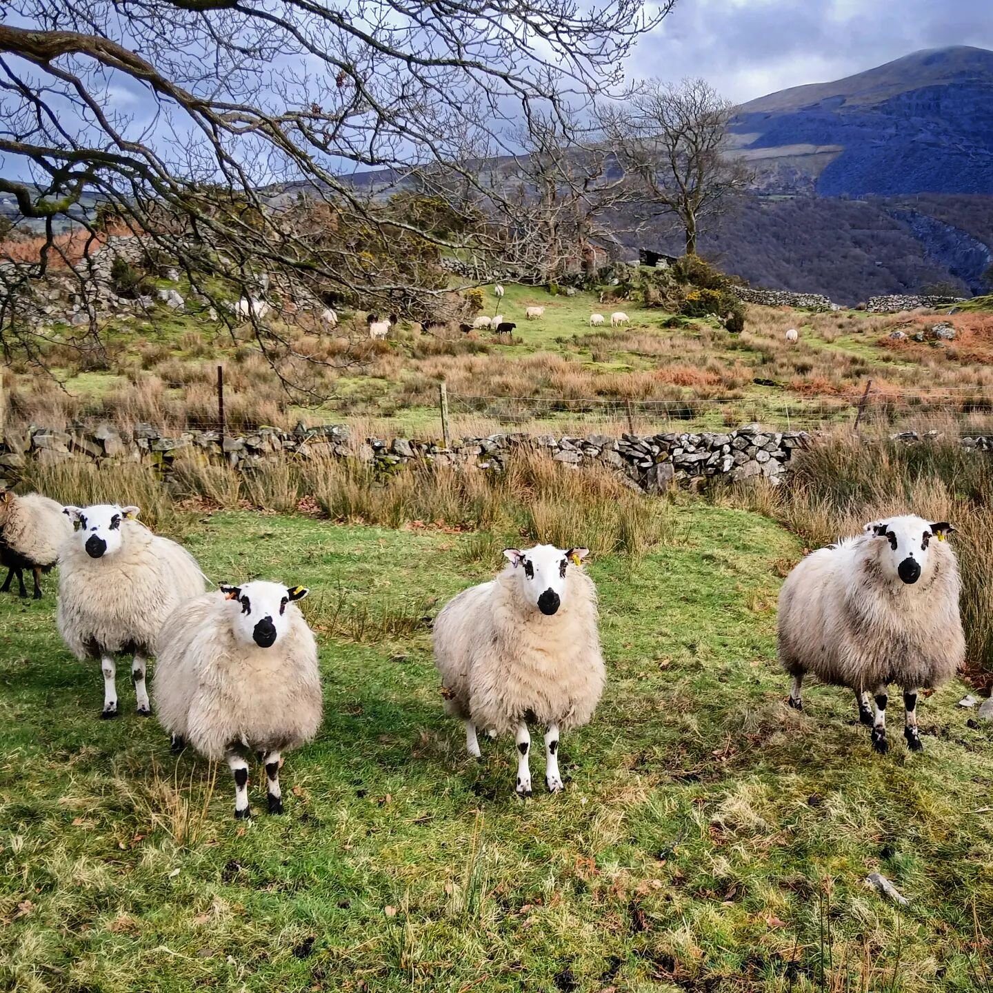 The line up!! 
Thought they might all burst into harmonies 🤣

&nbsp;___________________________________ 
#sheep #countryside #getoutside #northwales #cymru&nbsp; #lovelifeoutside #Snowdonia #expandyourplayground #northwalestagram #landscapephotograp