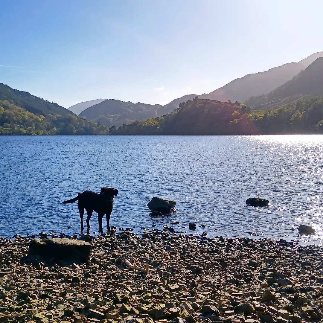 It's SUNNY!! 🌞 
Had a glorious two days climbing. And it's a nice change not to rush home, but to sit by the lake and just soak in the view.

#walesneverfails #sunshine ##blacklabsofinstagram #adventureswithmydog #getoutside #climbing #exploremore #