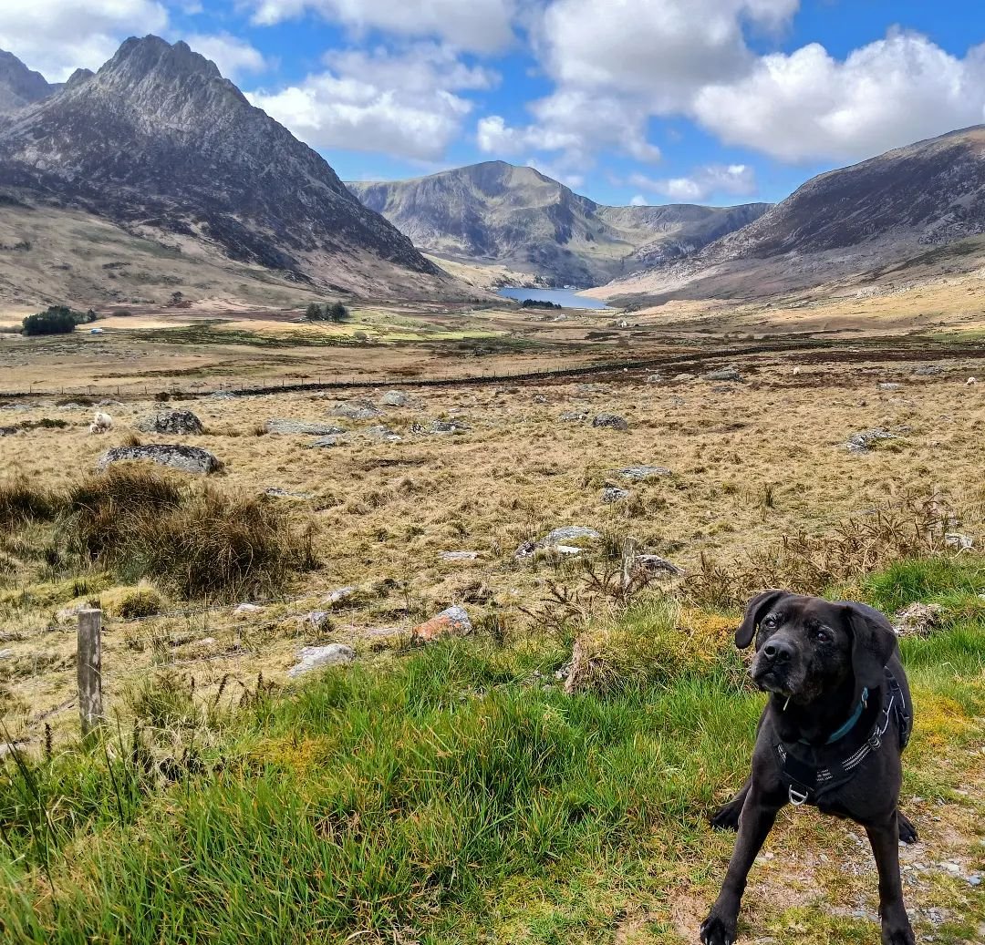 Tryfan looking spectacular. 
I was meant to be throwing a ball for Luna and got distracted by the view. Love this shot where she's patiently waiting for me to stop mucking around with camera 🤣

#lovewhereyoulive #eryri #itsadogslife #blacklabsofinst