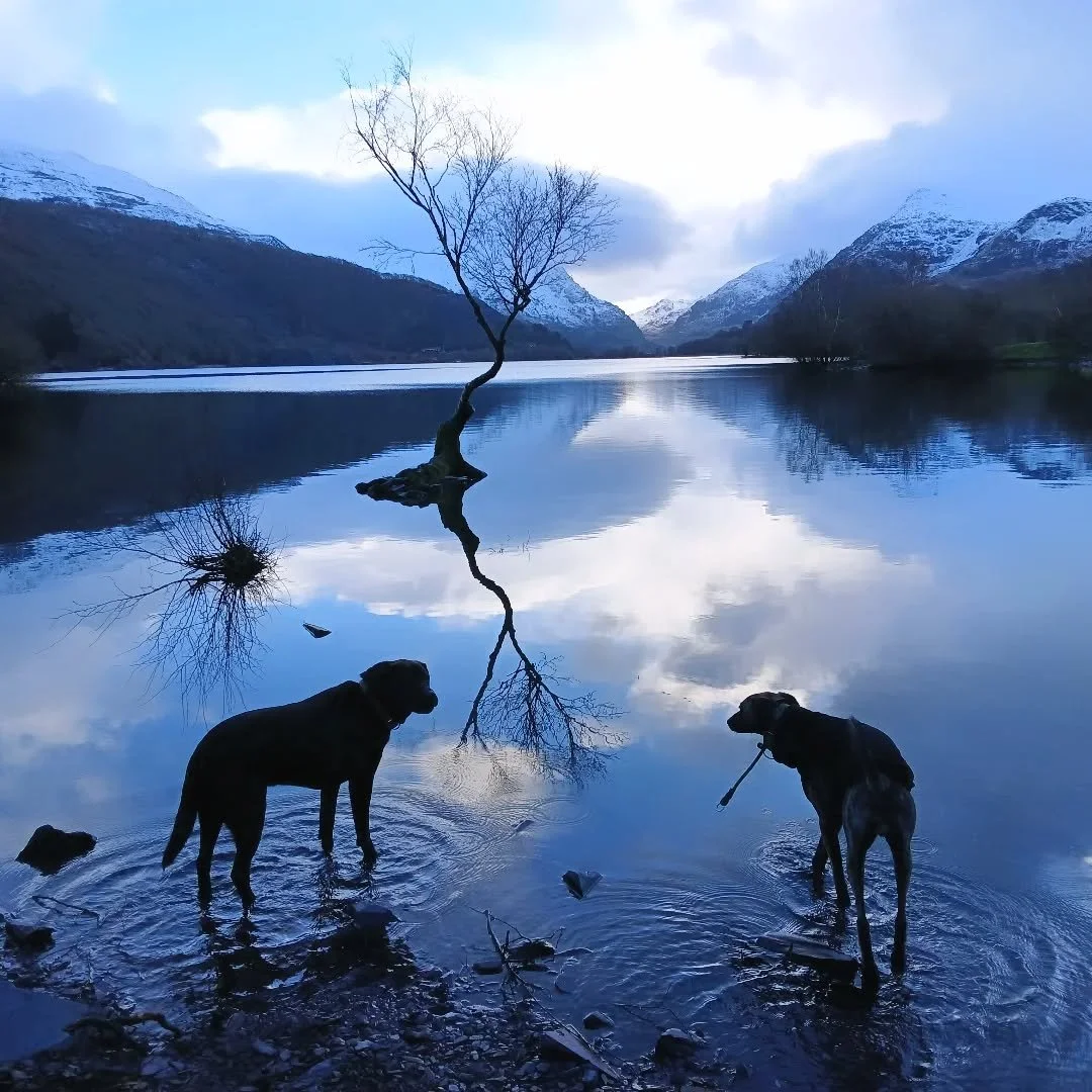 Even the dogs stopped to admire the view ❄️ 🏔
Leaving these gorgeous snowy hills for the desert mountain landscape of southern Morocco tomorrow. 
It will be quite a change !! 🌞 🏜 

#snow #mountainview #lovewhwereyoulive #walesneverfails #reflectio