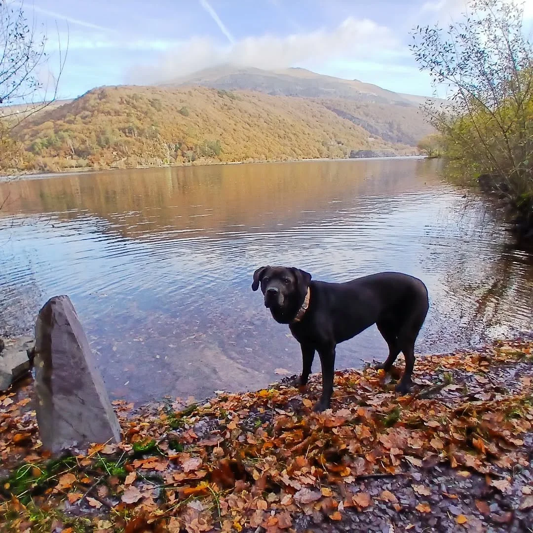 Today was a good day. Just thought I'd check in and share that. 😁

#lakesideliving #llynpadarn #lovewhwereyoulive #simplepleasures #dayslikethese #walesneverfails #itsadogslife #blacklabsofinstagram