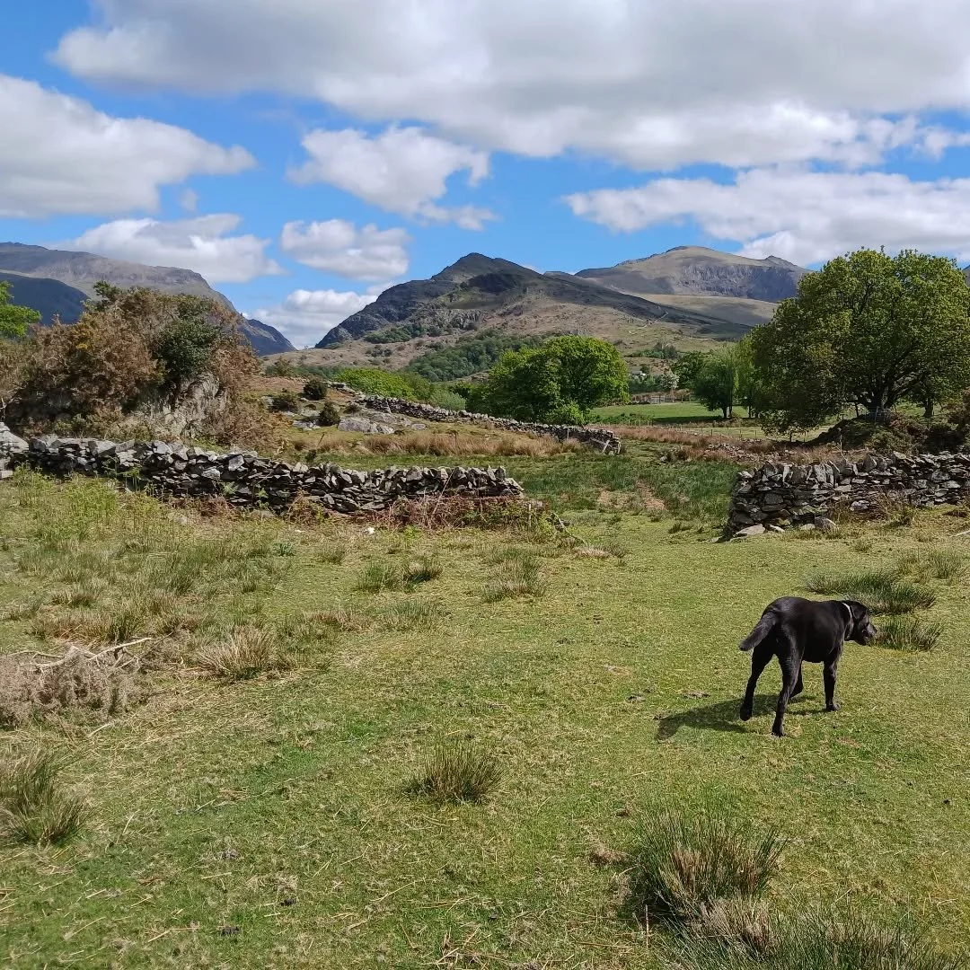 I had to go away for a bit.....pretty over-excited at coming  home. 
Dog ✅️ Mountains ✅️ Trees ✅️ Sunshine ✅️ Happiness ✅️ 

#lifeisgood #lovewhwereyoulive #mountainlife #bliss